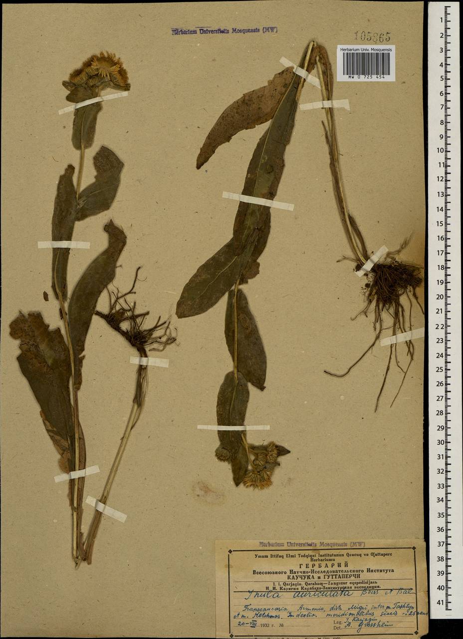 Pentanema auriculatum (Boiss. & Balansa) D. Gut. Larr., Santos-Vicente, Anderb., E. Rico & M. M. Mart. Ort., Кавказ, Армения (K5) (Армения)