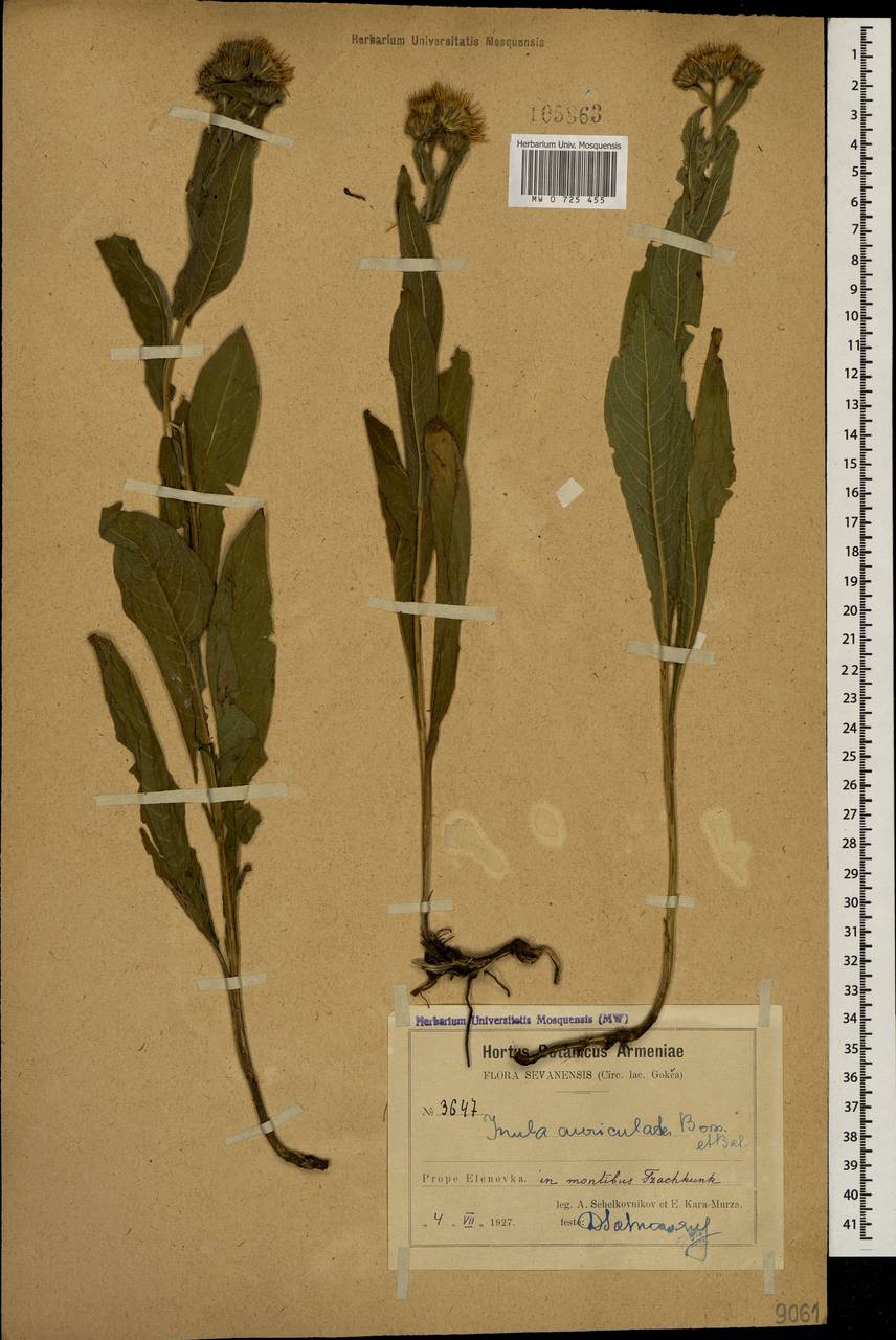 Pentanema auriculatum (Boiss. & Balansa) D. Gut. Larr., Santos-Vicente, Anderb., E. Rico & M. M. Mart. Ort., Кавказ, Армения (K5) (Армения)