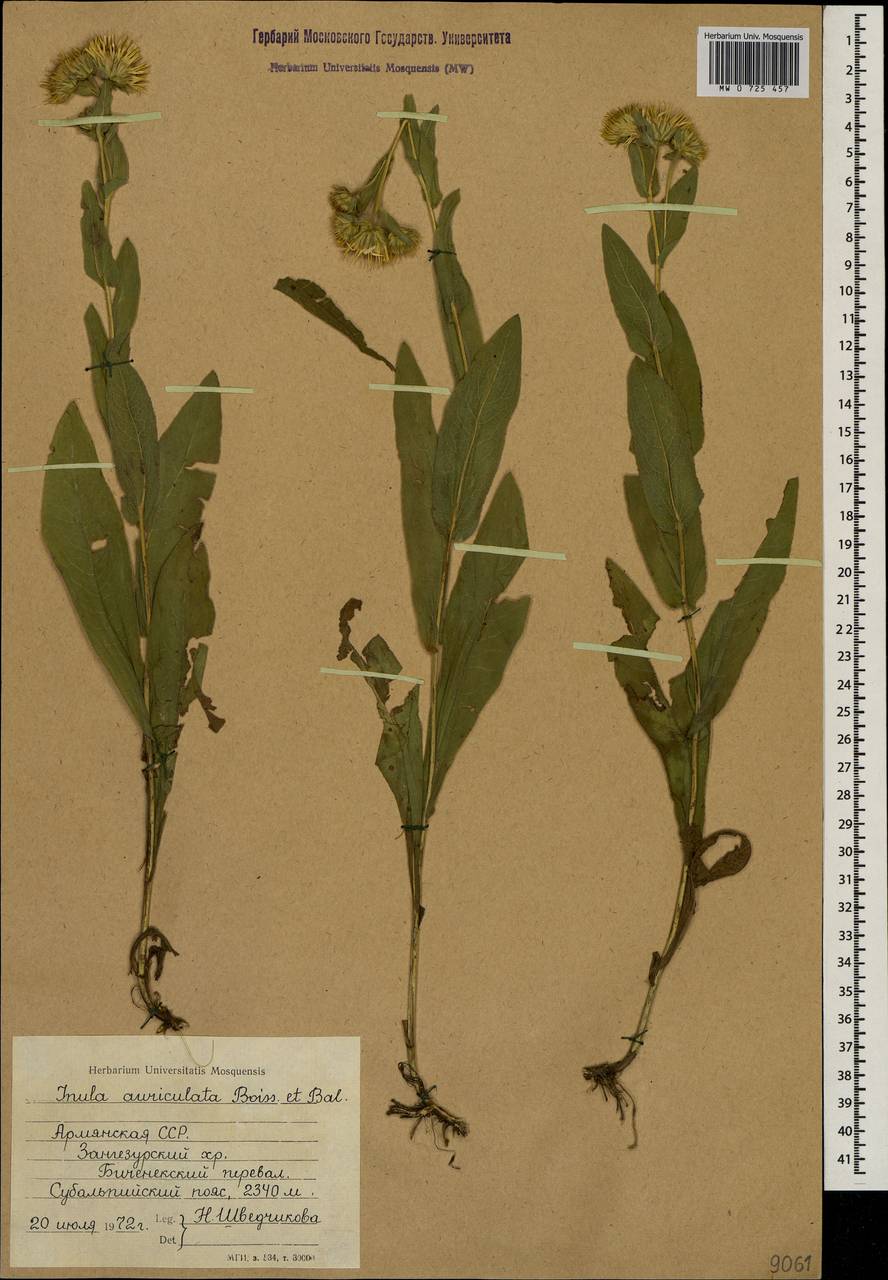 Pentanema auriculatum (Boiss. & Balansa) D. Gut. Larr., Santos-Vicente, Anderb., E. Rico & M. M. Mart. Ort., Кавказ, Армения (K5) (Армения)