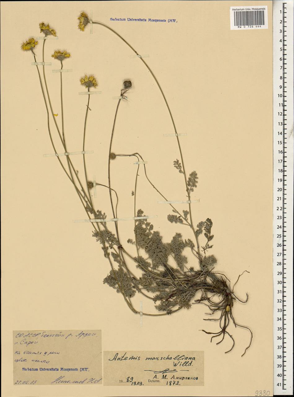 Archanthemis marschalliana subsp. marschalliana, Кавказ, Северная Осетия, Ингушетия и Чечня (K1c) (Россия)