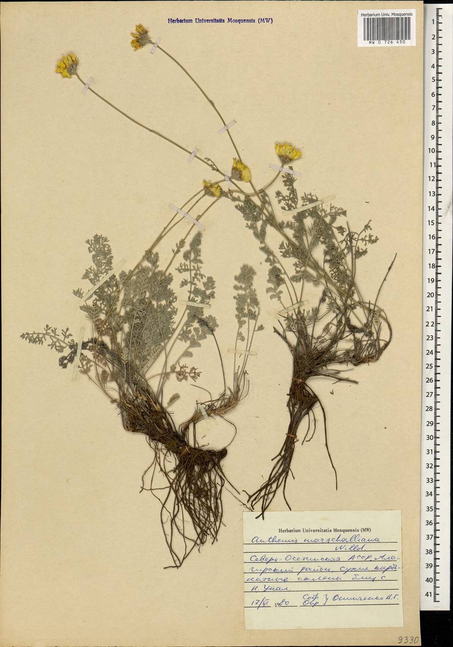 Archanthemis marschalliana subsp. marschalliana, Кавказ, Северная Осетия, Ингушетия и Чечня (K1c) (Россия)