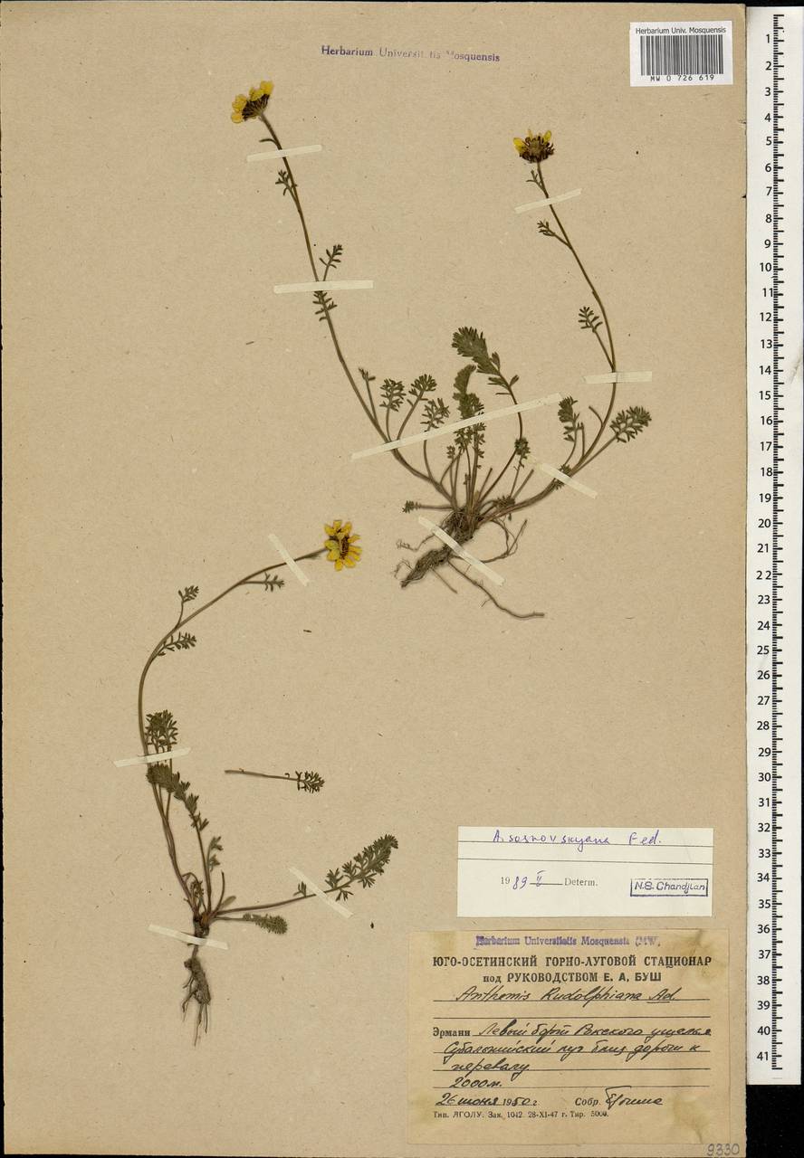 Archanthemis marschalliana subsp. sosnovskyana (Fed.) Lo Presti & Oberpr., Кавказ, Южная Осетия (K4b) (Южная Осетия)