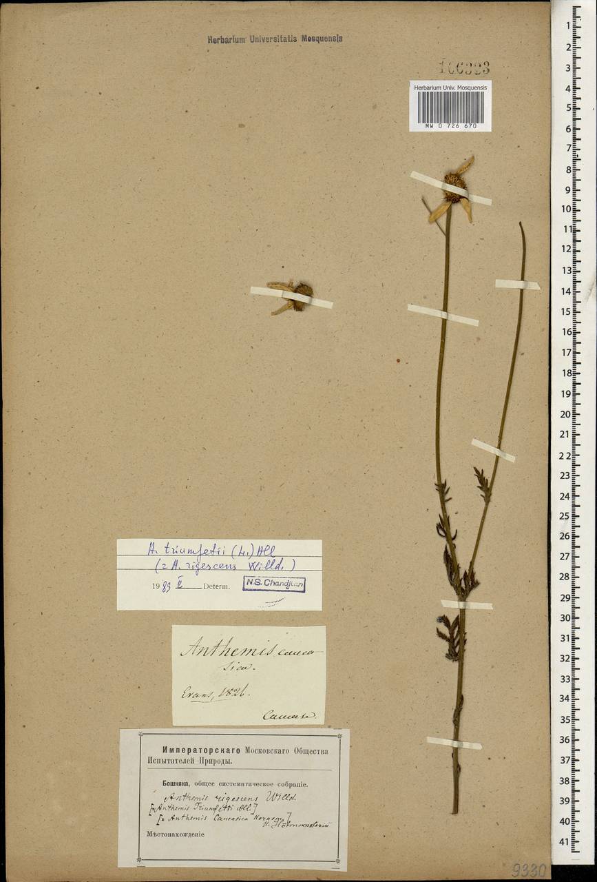 MW0726670, Anthemis triumfetti (Пупавка Триумфетта), specimen