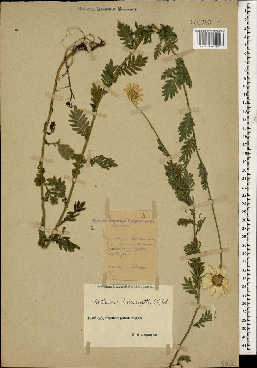 MW0726697, Anthemis triumfettii, specimen