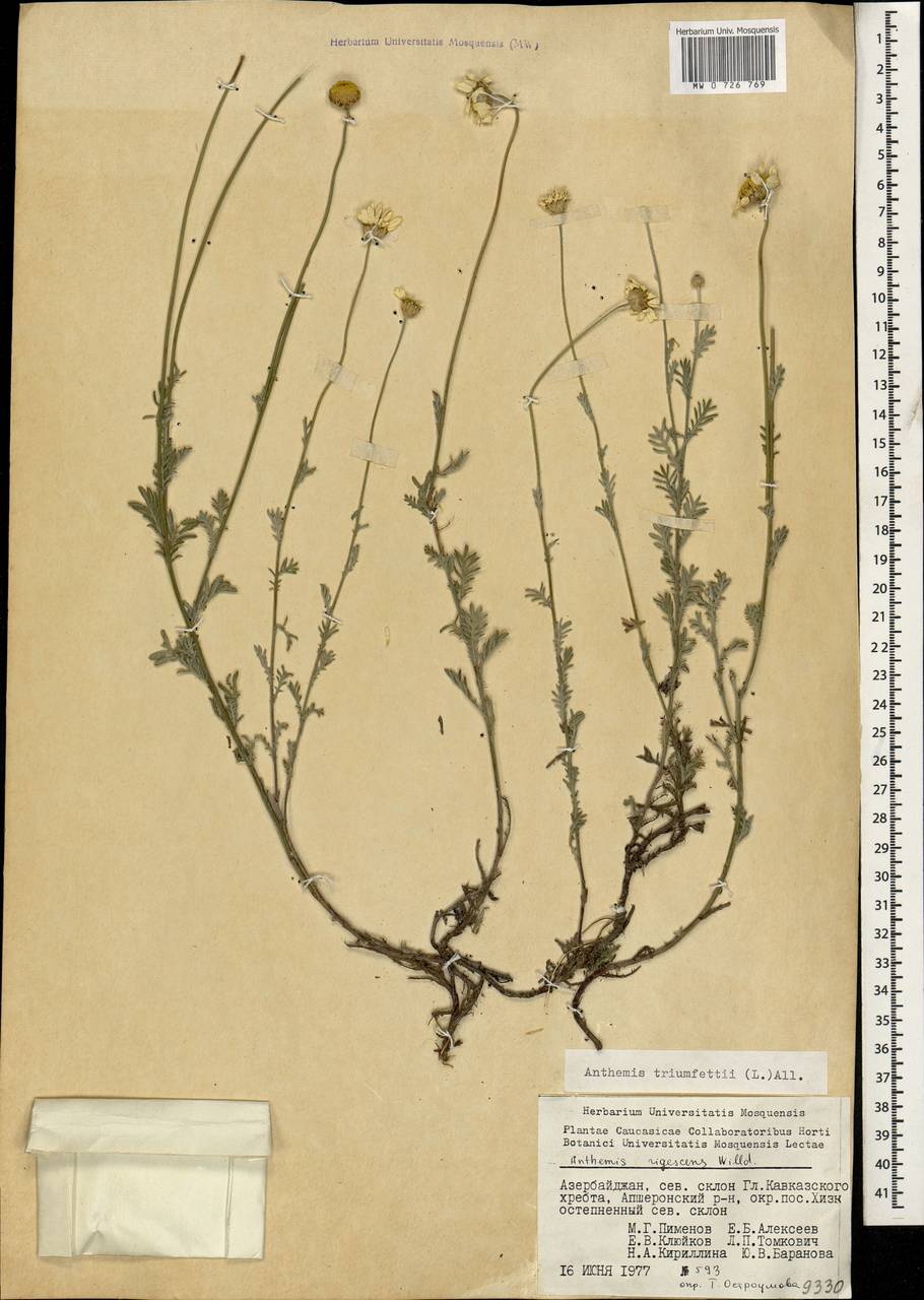 MW0726769, Anthemis triumfetti (Пупавка Триумфетта), specimen