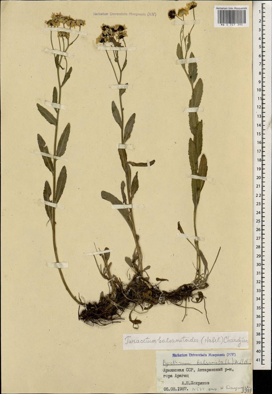 Пижма бальзамоносновидная Sch. Bip., Кавказ, Армения (K5) (Армения)