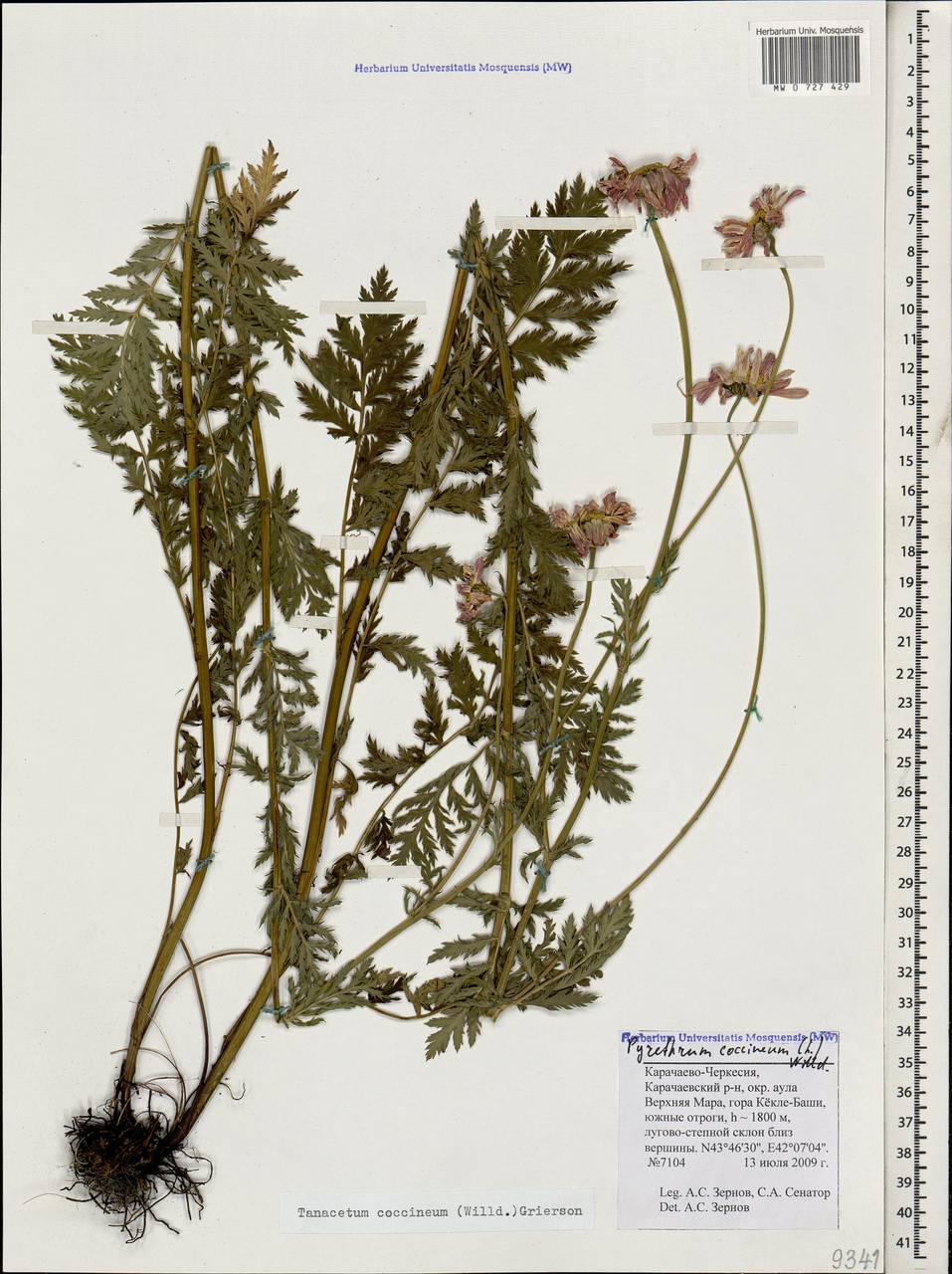 Пижма ярко-красная, Кавказ, Ставропольский край, Карачаево-Черкесия, Кабардино-Балкария (K1b) (Россия)