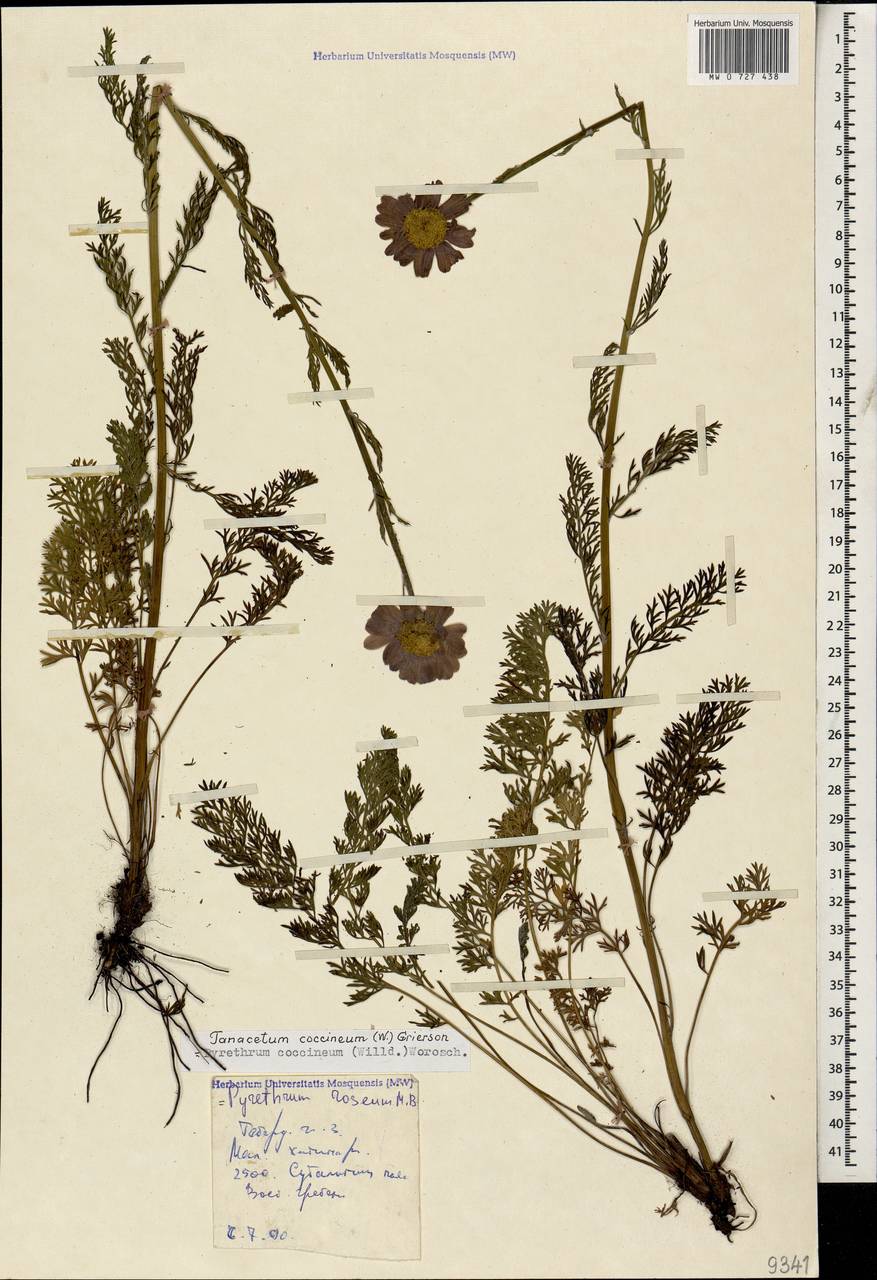 Пижма ярко-красная, Кавказ, Ставропольский край, Карачаево-Черкесия, Кабардино-Балкария (K1b) (Россия)