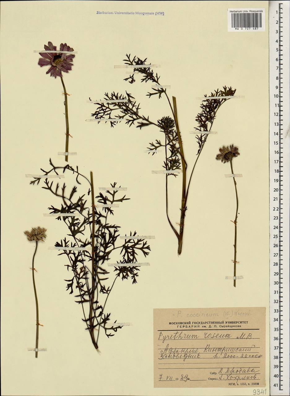 Пижма ярко-красная, Кавказ, Грузия (K4) (Грузия)