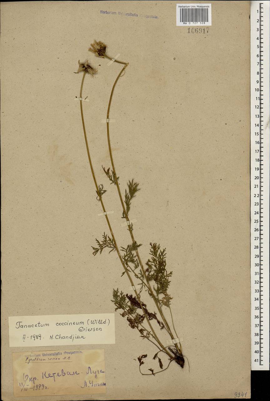 Пижма ярко-красная, Кавказ, Армения (K5) (Армения)