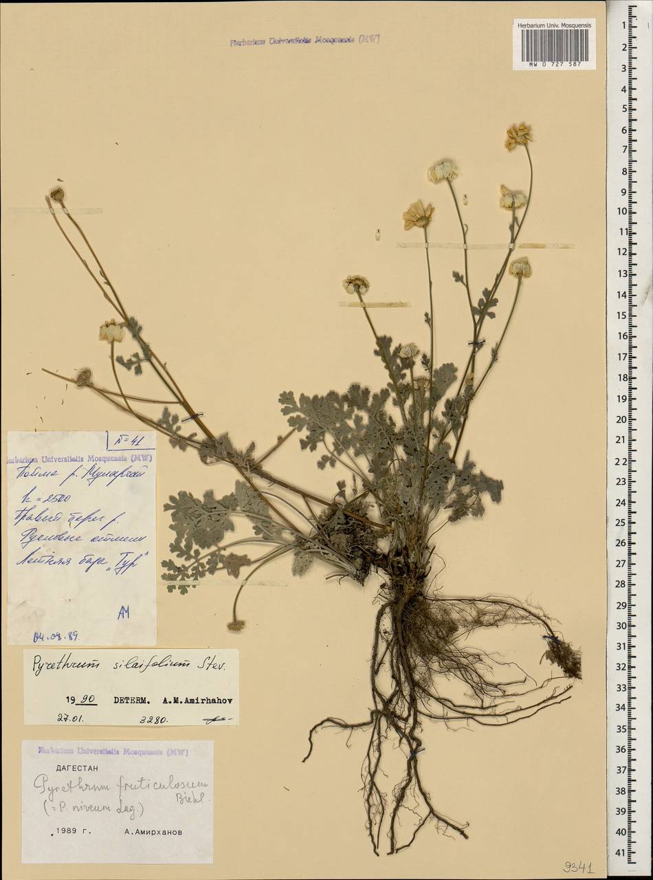 Tanacetum niveum (Lag.) Sch. Bip., Кавказ, Дагестан (K2) (Россия)