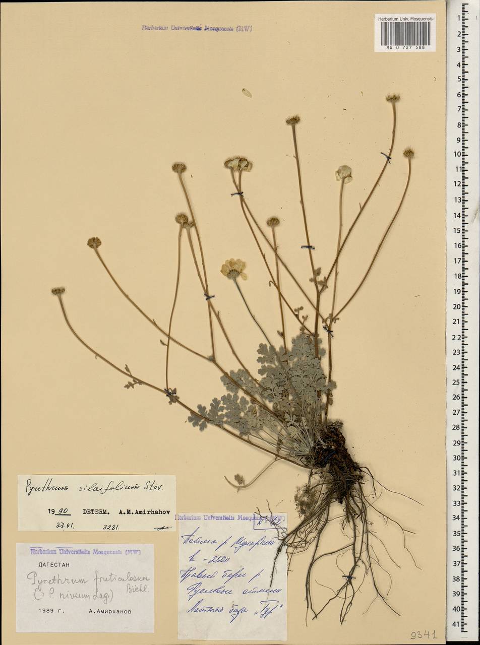 Tanacetum niveum (Lag.) Sch. Bip., Кавказ, Дагестан (K2) (Россия)