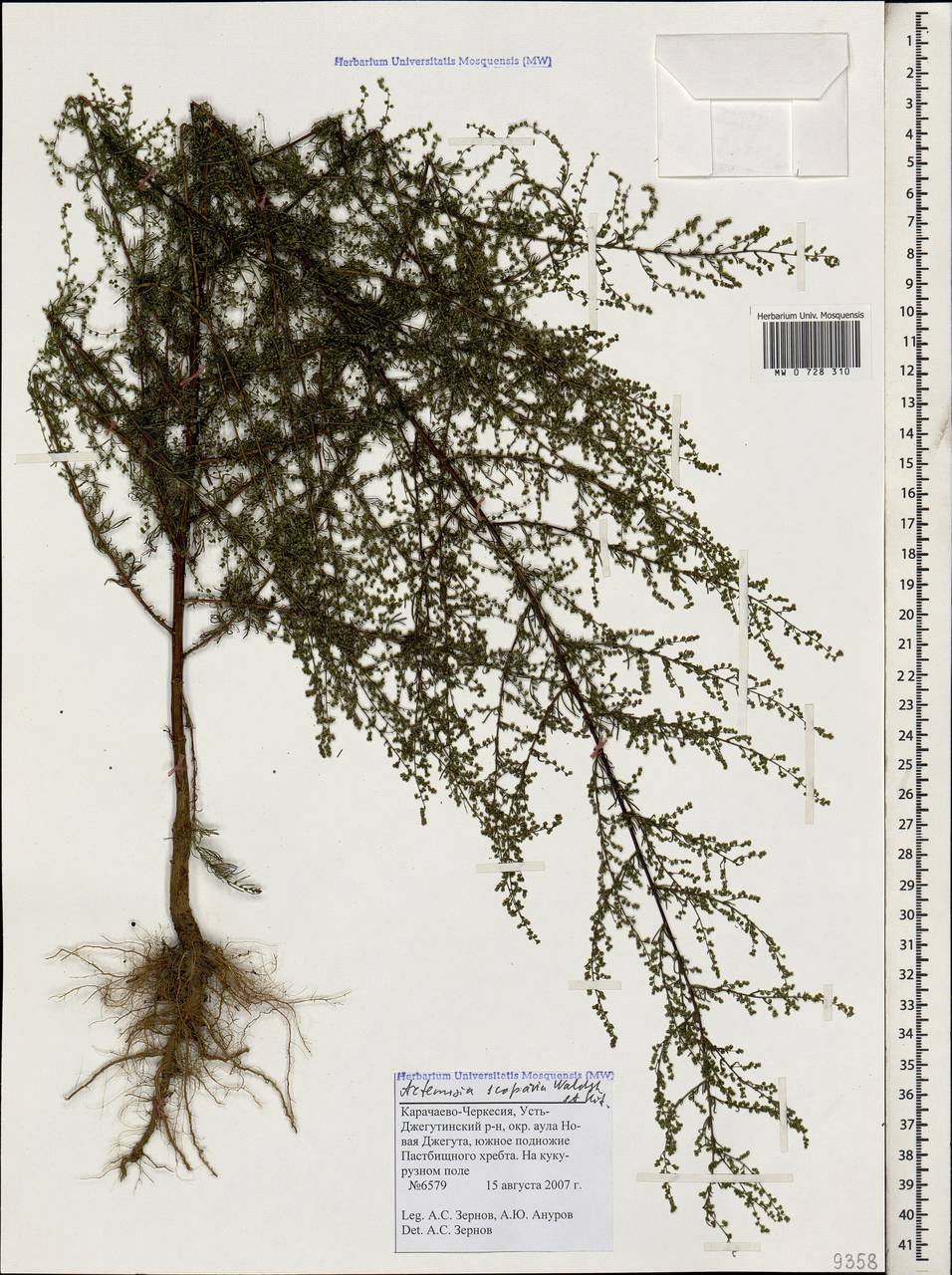 Полынь веничная, Полынь метельчатая Waldst. & Kit., Кавказ, Ставропольский край, Карачаево-Черкесия, Кабардино-Балкария (K1b) (Россия)