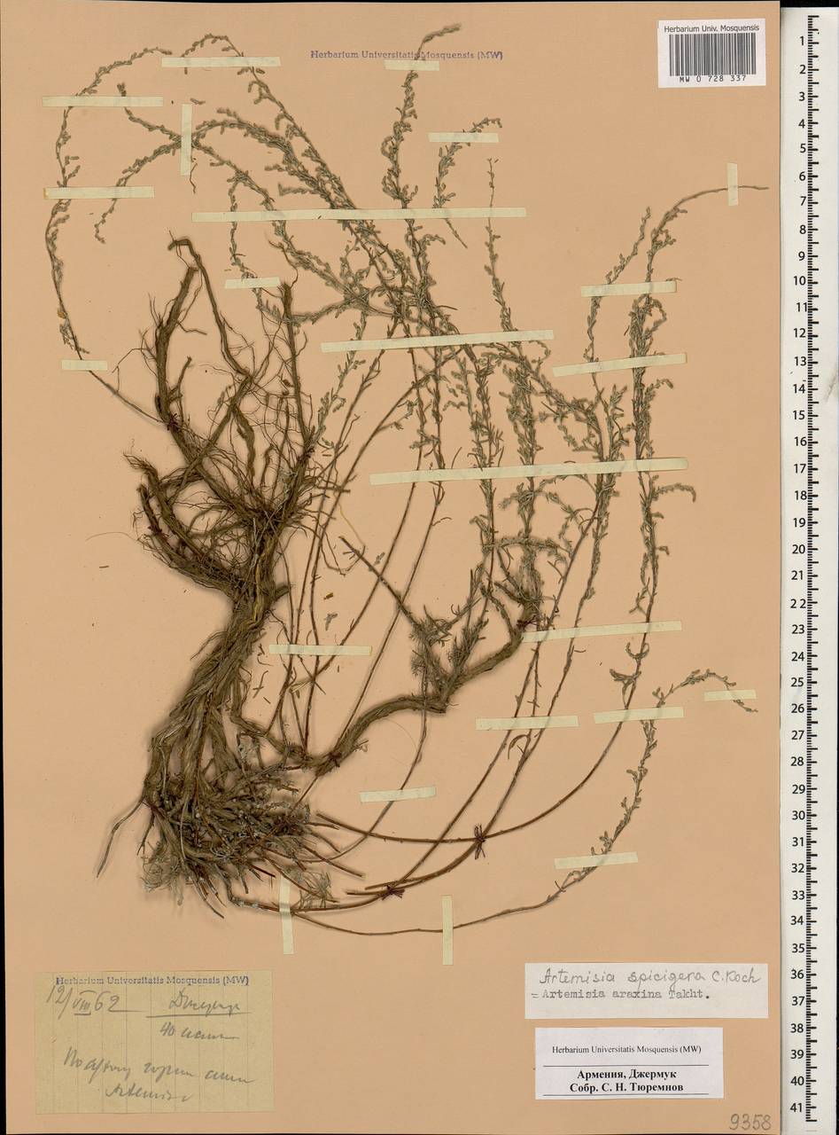 Seriphidium spicigerum (C. Koch) Poljak., Кавказ, Армения (K5) (Армения)