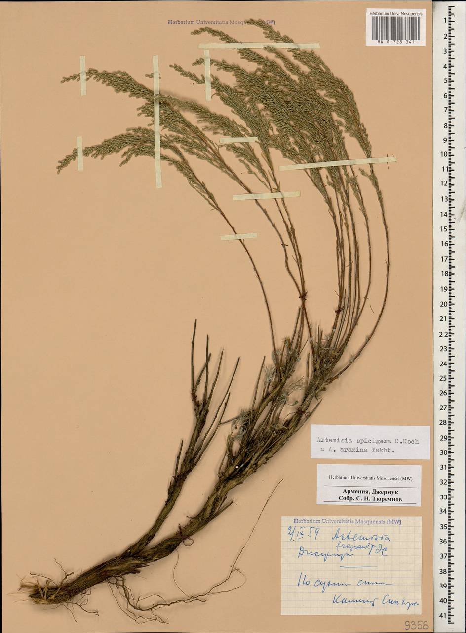 Seriphidium spicigerum (C. Koch) Poljak., Кавказ, Армения (K5) (Армения)