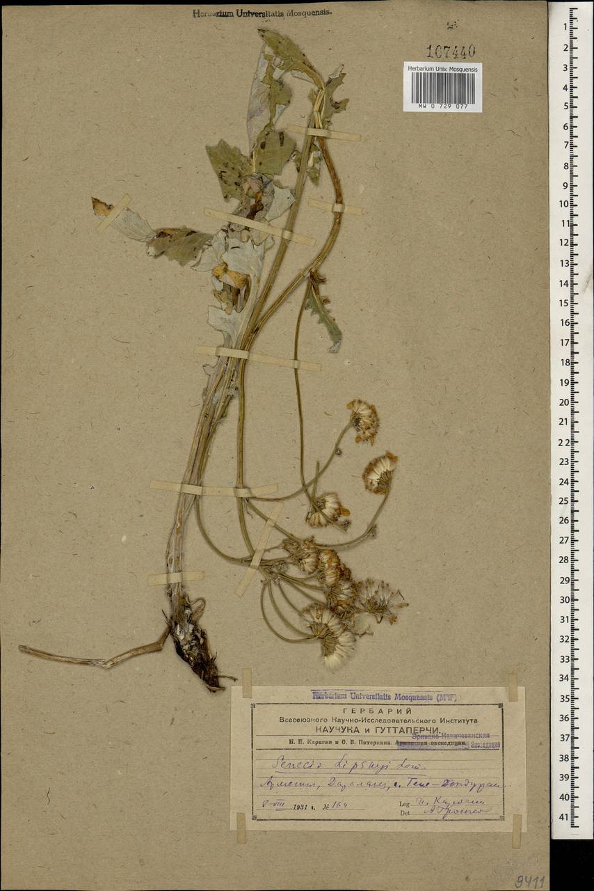 Крестовник Липского (Lomakin) C. Jeffr., Кавказ, Армения (K5) (Армения)