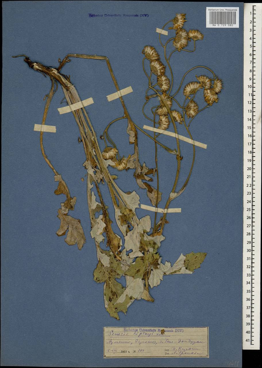 Крестовник Липского (Lomakin) C. Jeffr., Кавказ, Армения (K5) (Армения)