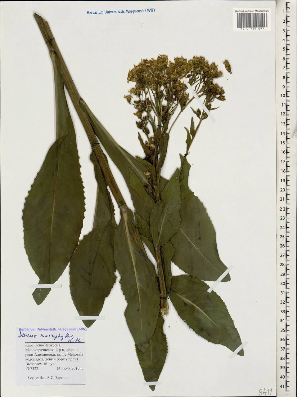 Крестовник крупнолистный M. Bieb., Кавказ, Ставропольский край, Карачаево-Черкесия, Кабардино-Балкария (K1b) (Россия)