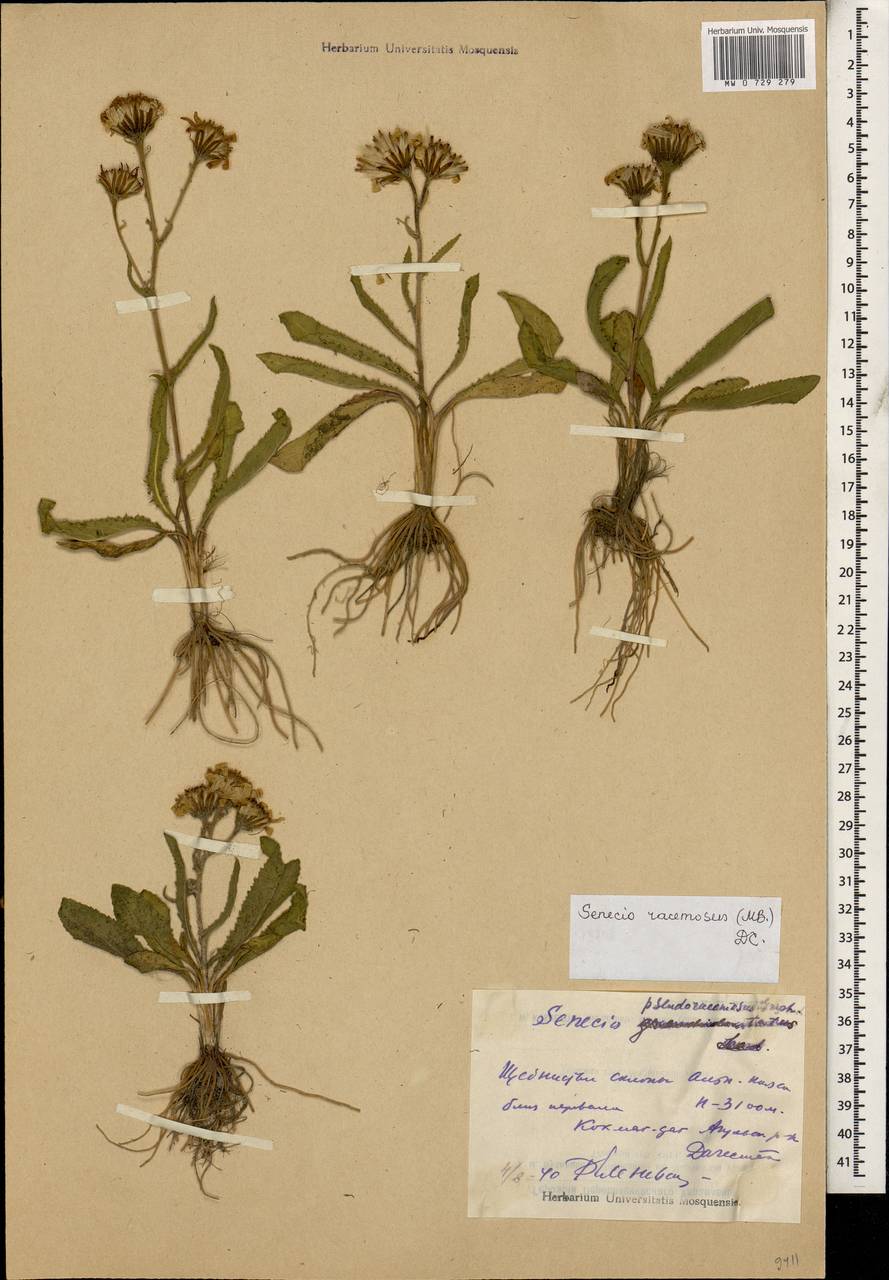 Jacobaea racemosa subsp. racemosa, Кавказ, Дагестан (K2) (Россия)