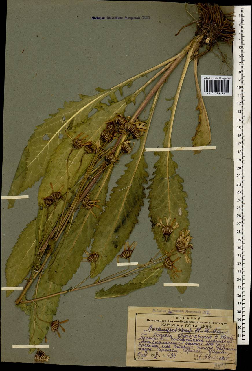 Jacobaea racemosa subsp. racemosa, Кавказ, Грузия (K4) (Грузия)