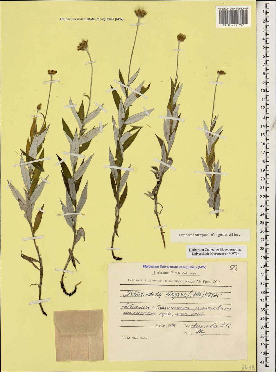 Амфорикарпос изящный Albov, Кавказ, Абхазия (K4a) (Абхазия)