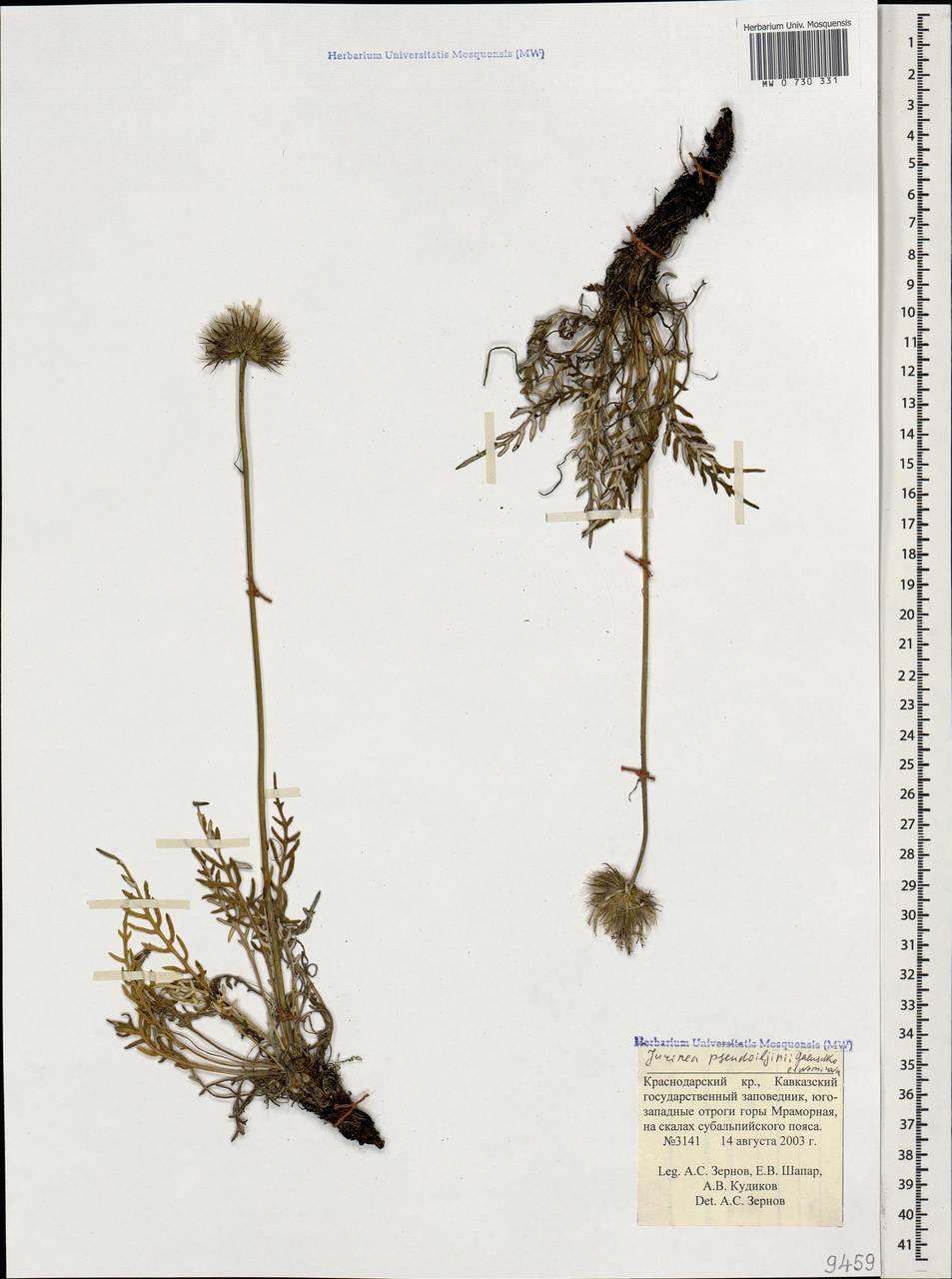 Наголоватка ложно-Ильина Galushko & Nemirova, Кавказ, Краснодарский край и Адыгея (K1a) (Россия)