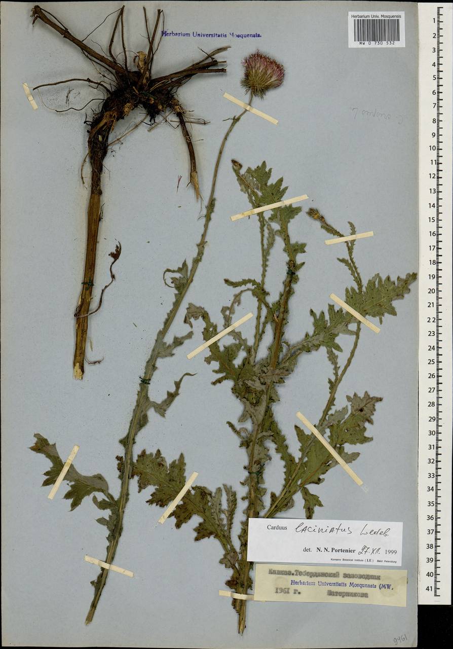 Чертополох прижатый, Кавказ, Ставропольский край, Карачаево-Черкесия, Кабардино-Балкария (K1b) (Россия)