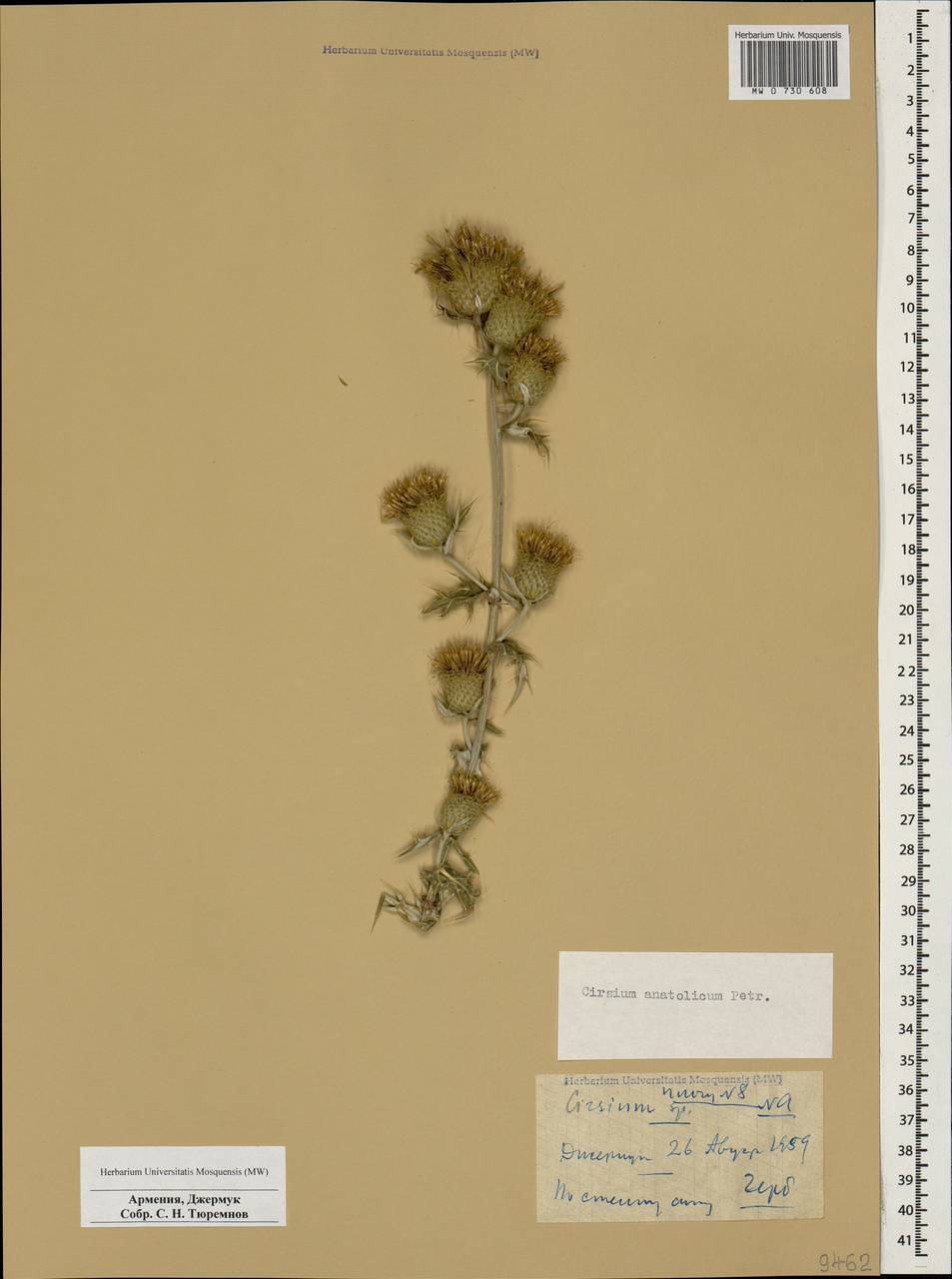 Бодяк белоголовый, Кавказ, Армения (K5) (Армения)