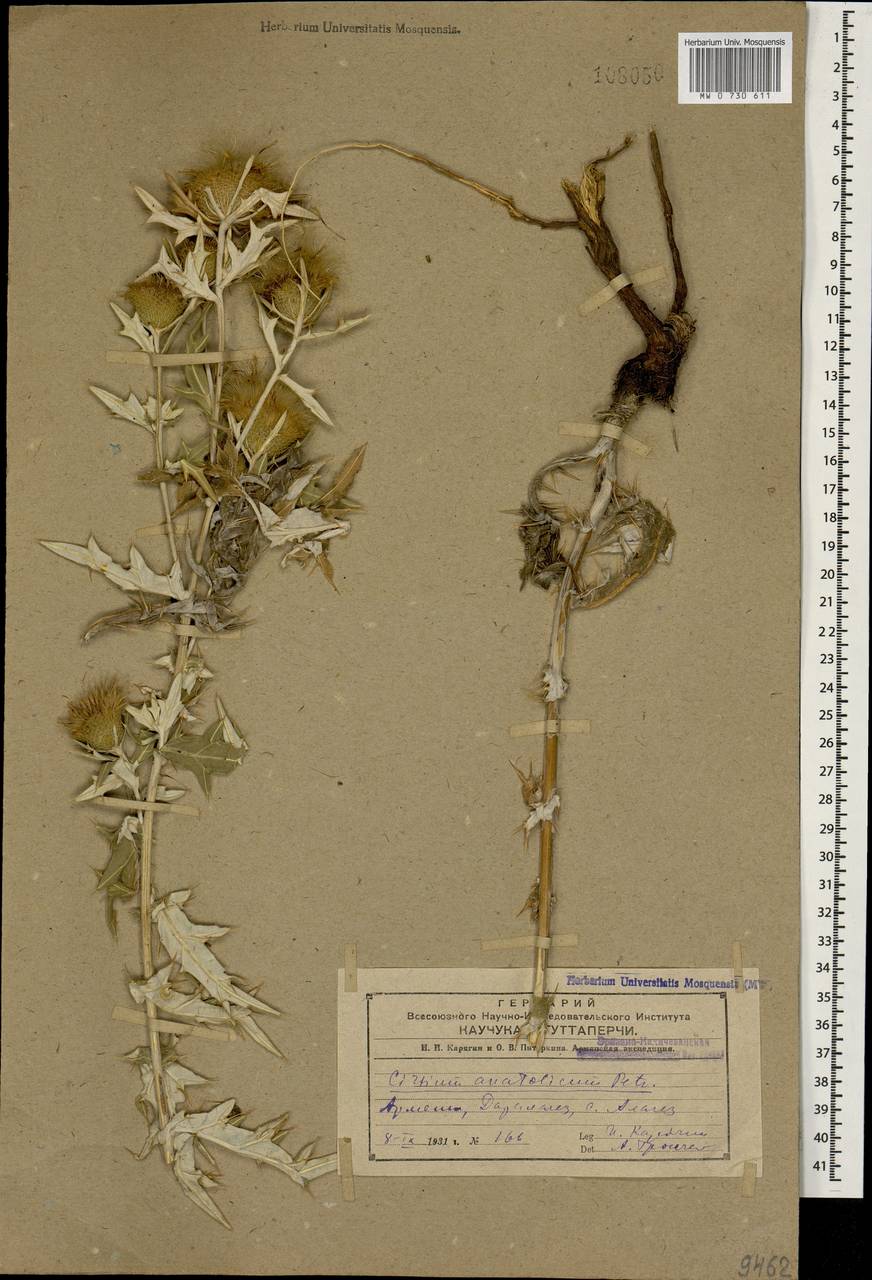 Бодяк белоголовый, Кавказ, Армения (K5) (Армения)