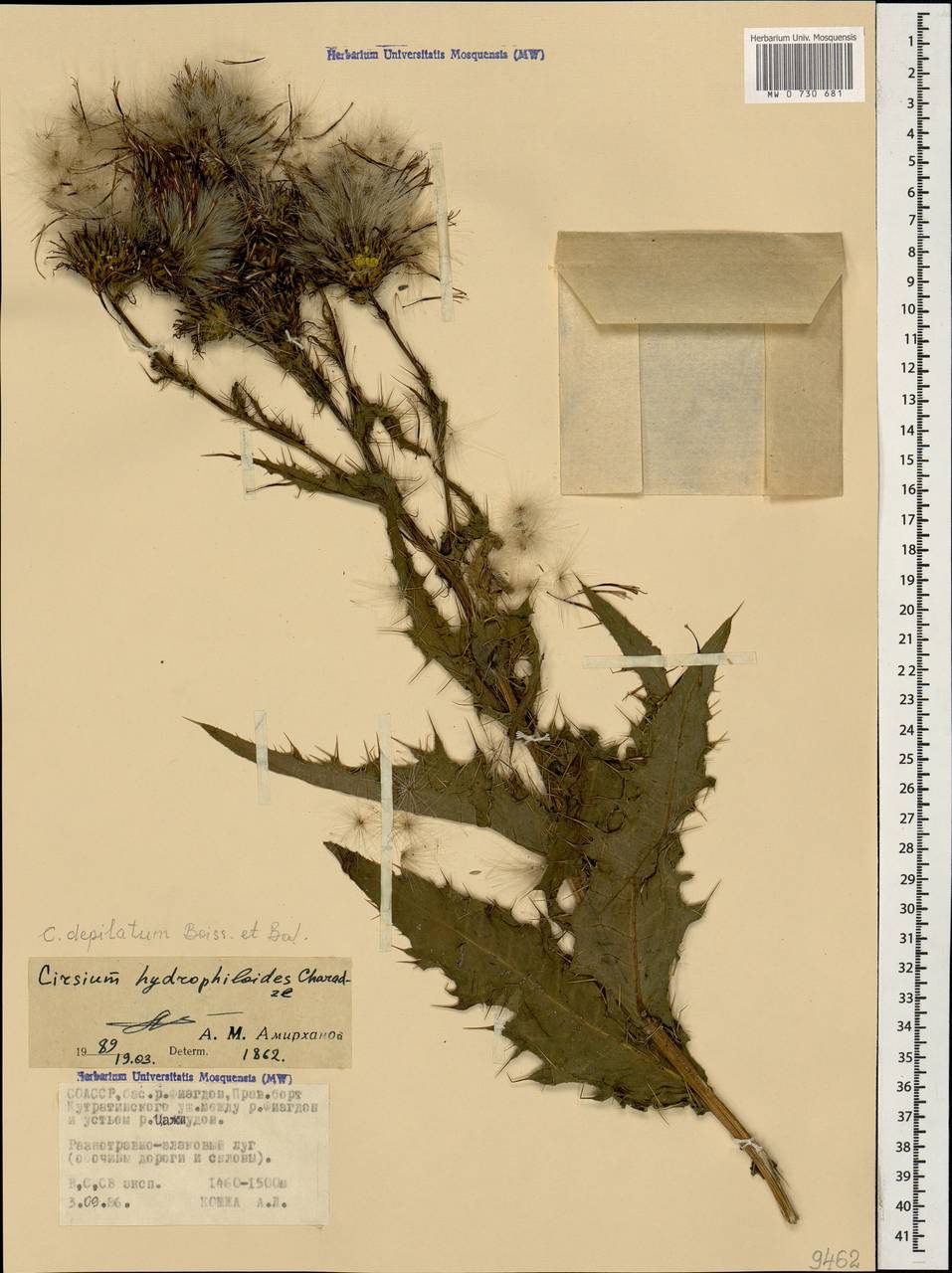 Cirsium pubigerum (Desf.) DC., Кавказ, Северная Осетия, Ингушетия и Чечня (K1c) (Россия)