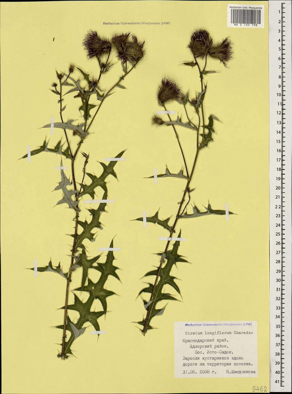 Lophiolepis gagnidzei (Kharadze) Bures, Del Guacchio, Iamonico & P. Caputo, Кавказ, Краснодарский край и Адыгея (K1a) (Россия)