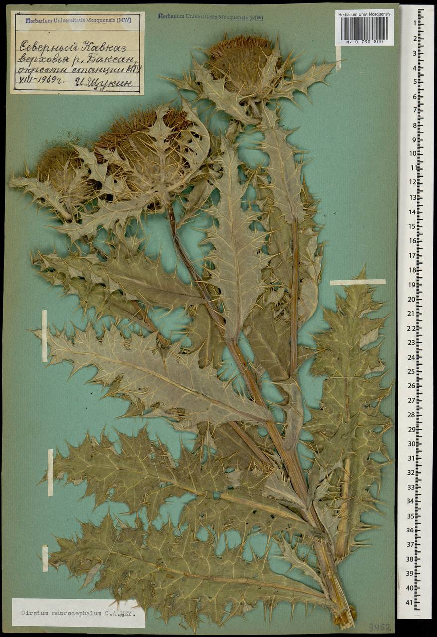 Lophiolepis macrocephala (C. A. Mey.) Bures, Del Guacchio, Iamonico & P. Caputo, Кавказ, Ставропольский край, Карачаево-Черкесия, Кабардино-Балкария (K1b) (Россия)