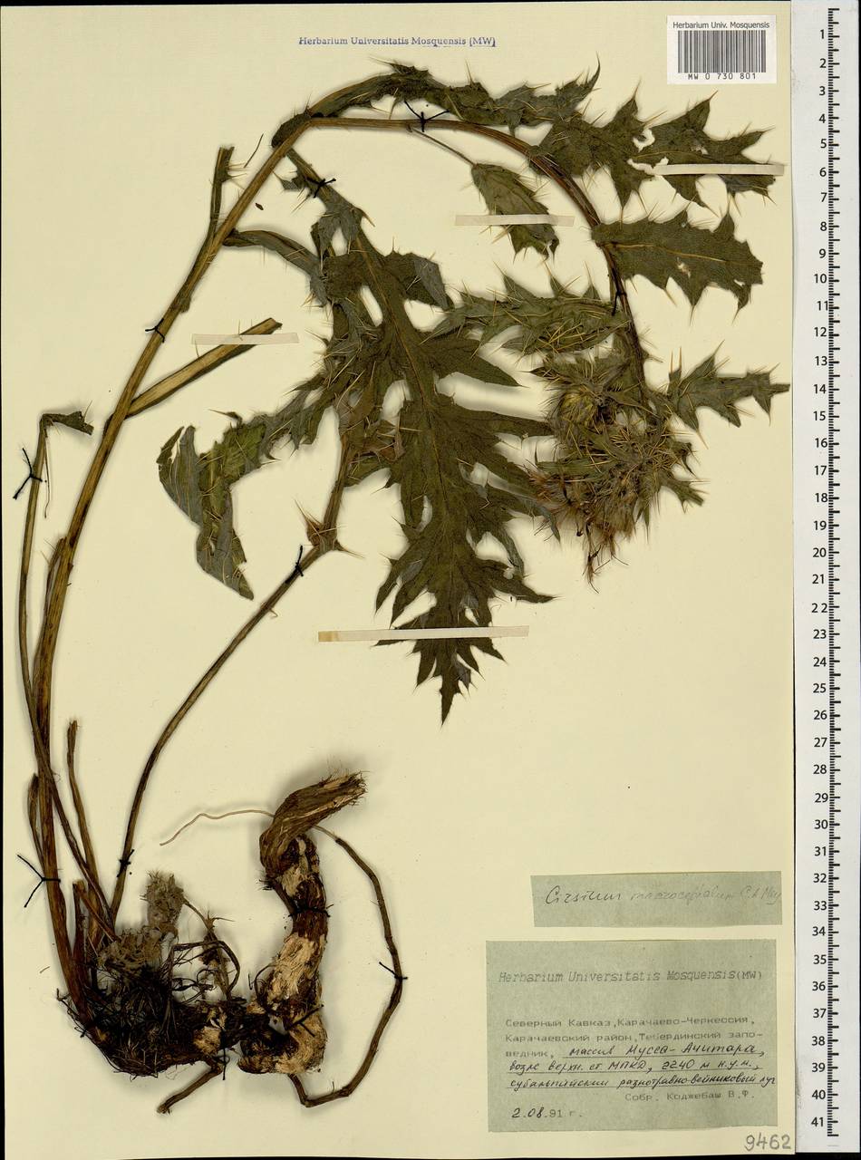 Lophiolepis macrocephala (C. A. Mey.) Bures, Del Guacchio, Iamonico & P. Caputo, Кавказ, Ставропольский край, Карачаево-Черкесия, Кабардино-Балкария (K1b) (Россия)