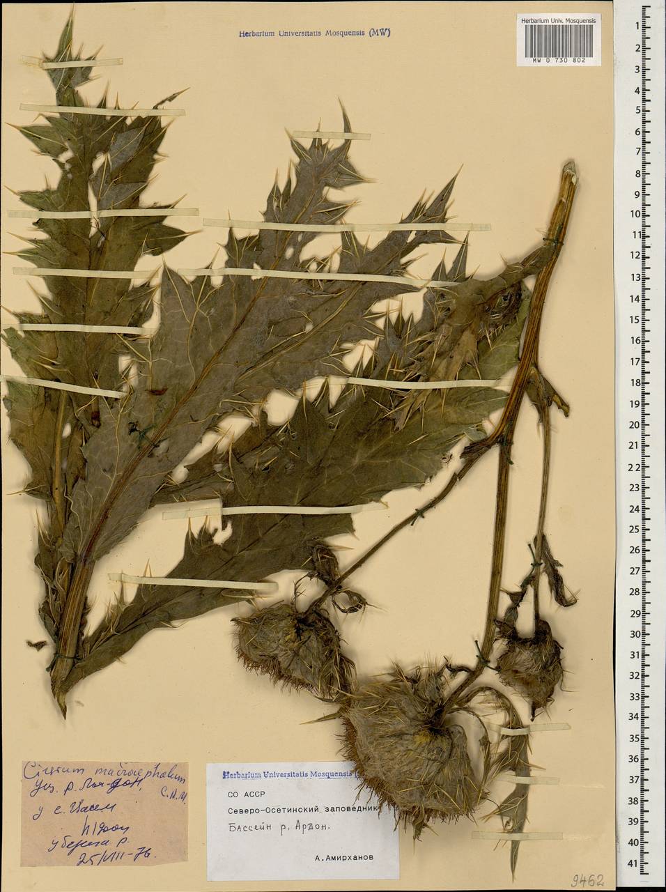 Lophiolepis macrocephala (C. A. Mey.) Bures, Del Guacchio, Iamonico & P. Caputo, Кавказ, Северная Осетия, Ингушетия и Чечня (K1c) (Россия)