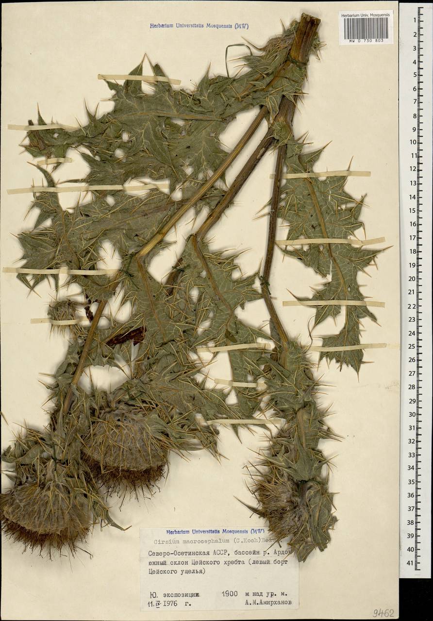 Lophiolepis macrocephala (C. A. Mey.) Bures, Del Guacchio, Iamonico & P. Caputo, Кавказ, Северная Осетия, Ингушетия и Чечня (K1c) (Россия)