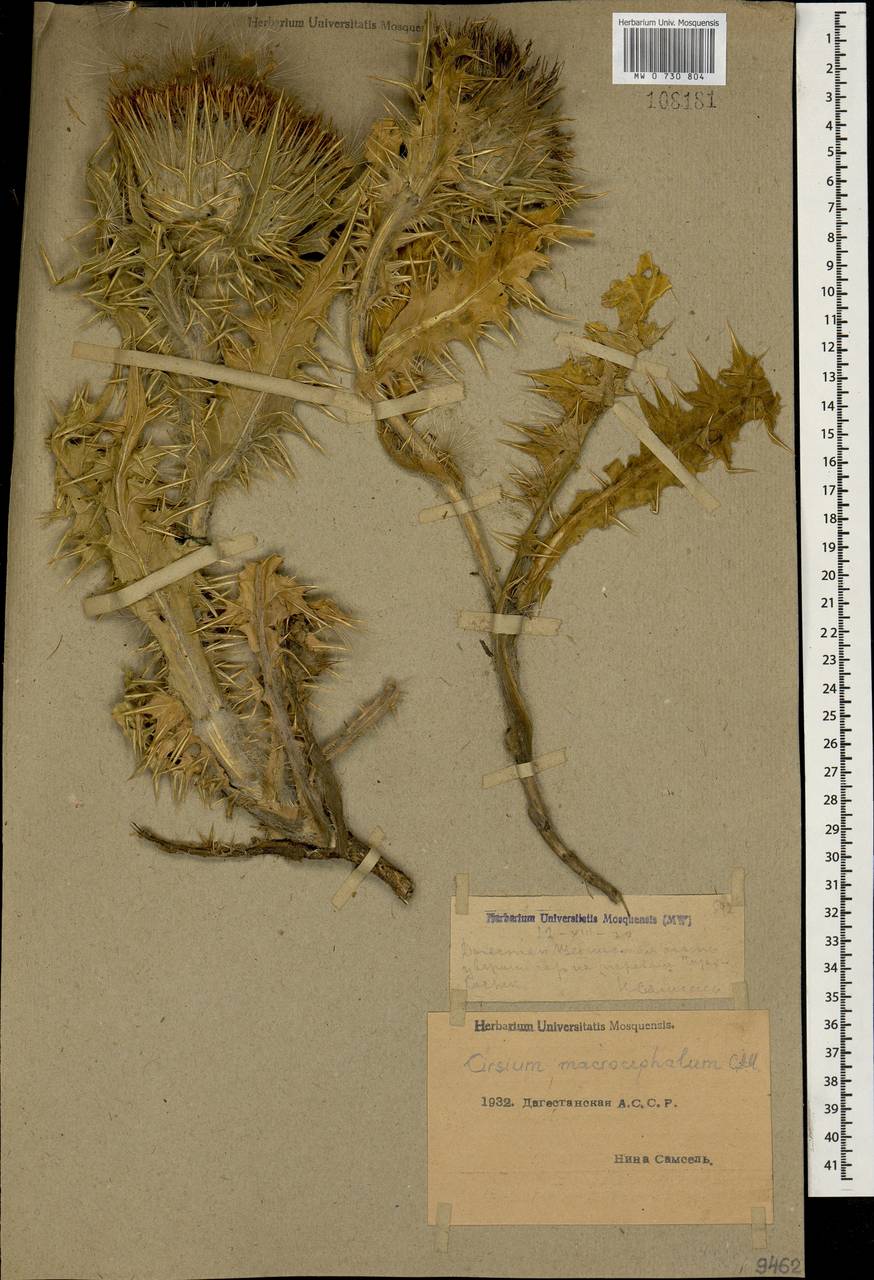 Lophiolepis macrocephala (C.A.Mey.) Bureš, Del Guacchio, Iamonico & P.Caputo, Кавказ, Дагестан (K2) (Россия)