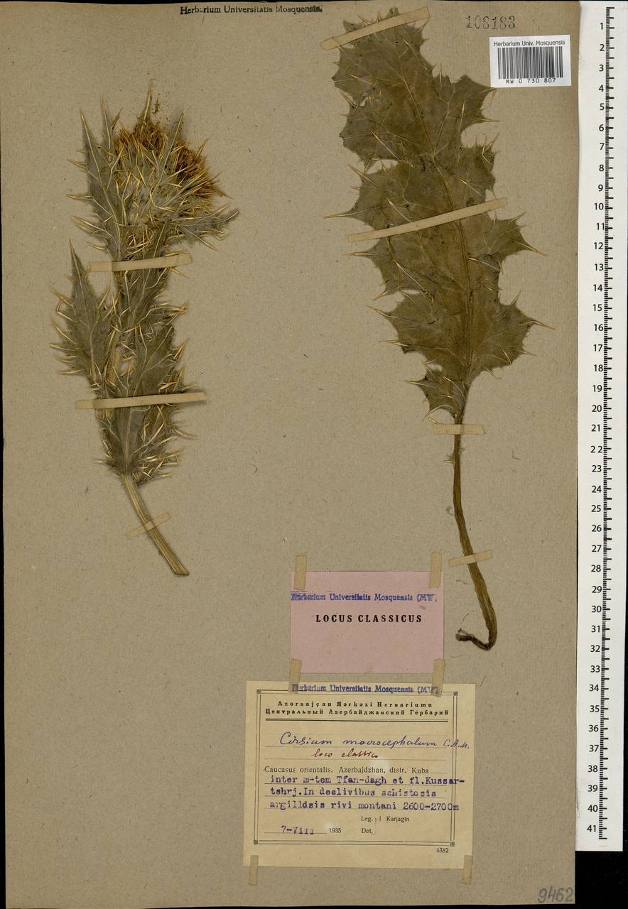 Lophiolepis macrocephala (C. A. Mey.) Bures, Del Guacchio, Iamonico & P. Caputo, Кавказ, Азербайджан (K6) (Азербайджан)