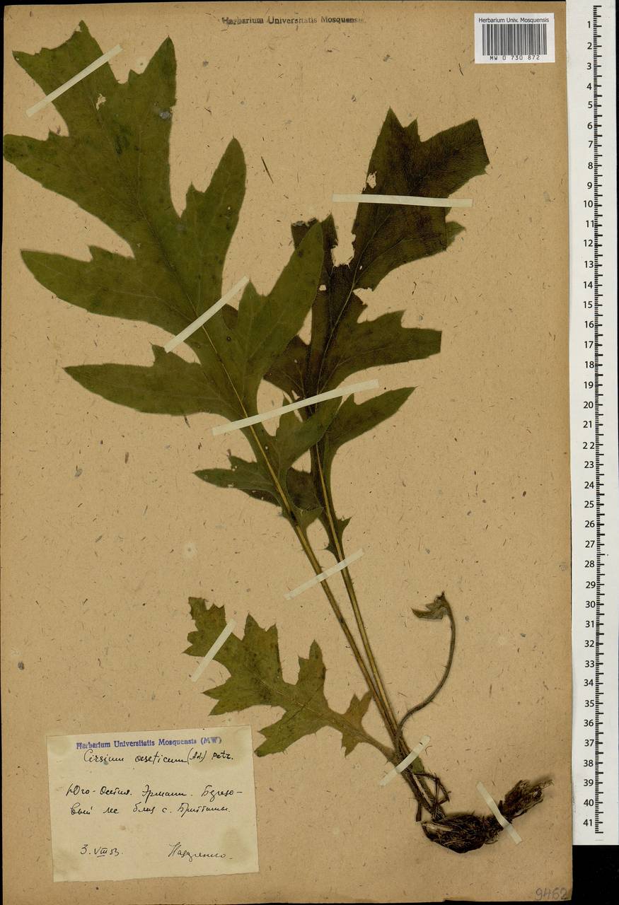 Lophiolepis ossetica subsp. ossetica, Кавказ, Южная Осетия (K4b) (Южная Осетия)