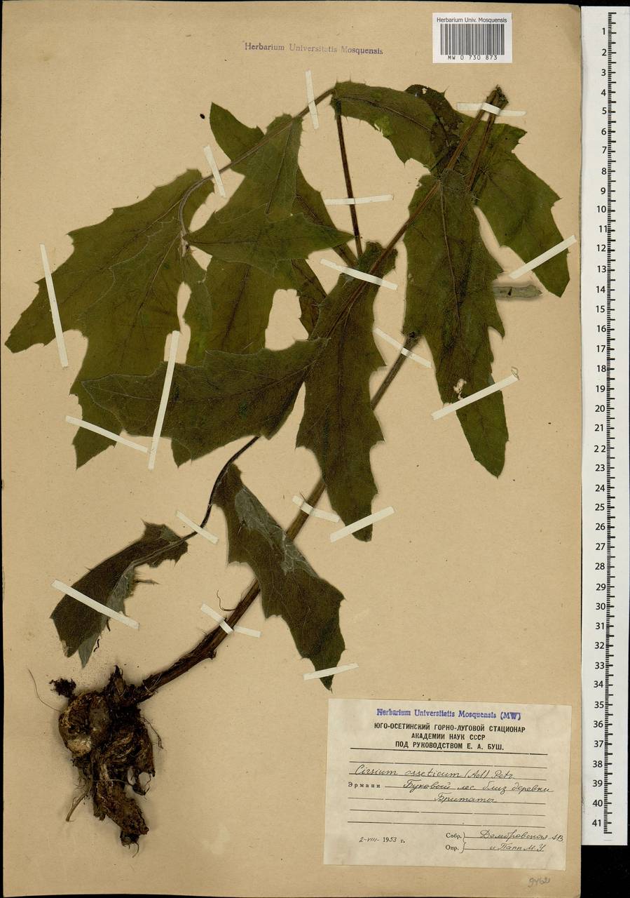 Lophiolepis ossetica subsp. ossetica, Кавказ, Южная Осетия (K4b) (Южная Осетия)