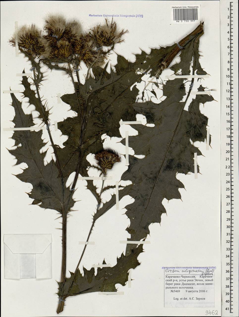 Бодяк топяной (M. Bieb.) Fisch., Кавказ, Ставропольский край, Карачаево-Черкесия, Кабардино-Балкария (K1b) (Россия)