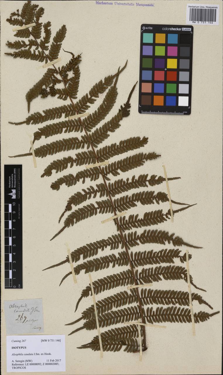 Cyathea caudata (J. Sm.) Copel., Зарубежная Азия (ASIA) (Филиппины)