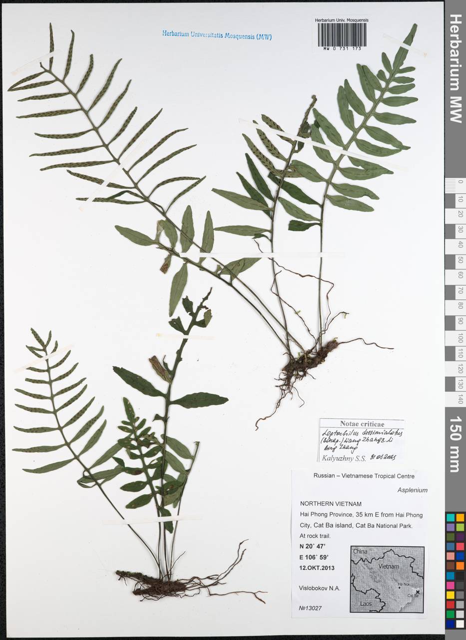 Leptochilus dissimilialatus (Bonap.) Liang Zhang & Li Bing Zhang, Зарубежная Азия (ASIA) (Вьетнам)