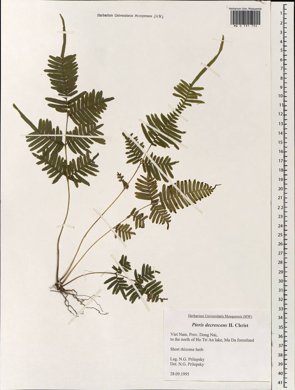 Pteris decrescens Christ, Зарубежная Азия (ASIA) (Вьетнам)