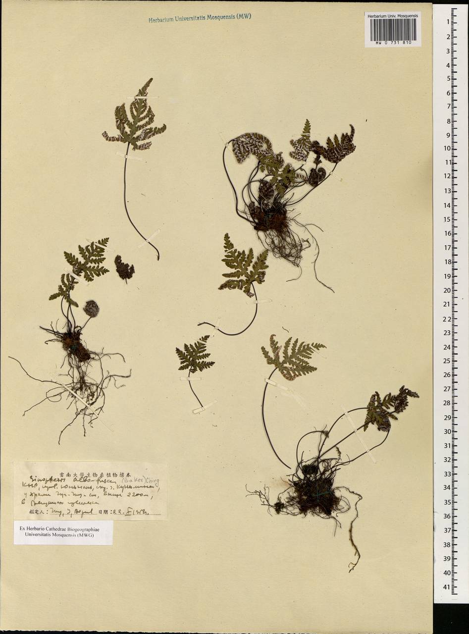 Aleuritopteris albofusca (Baker) Pic. Serm., Зарубежная Азия (ASIA) (КНР)