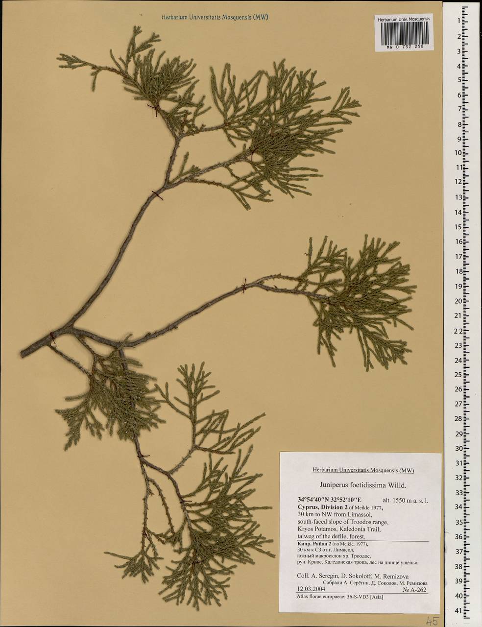 Juniperus foetidissima Willd.