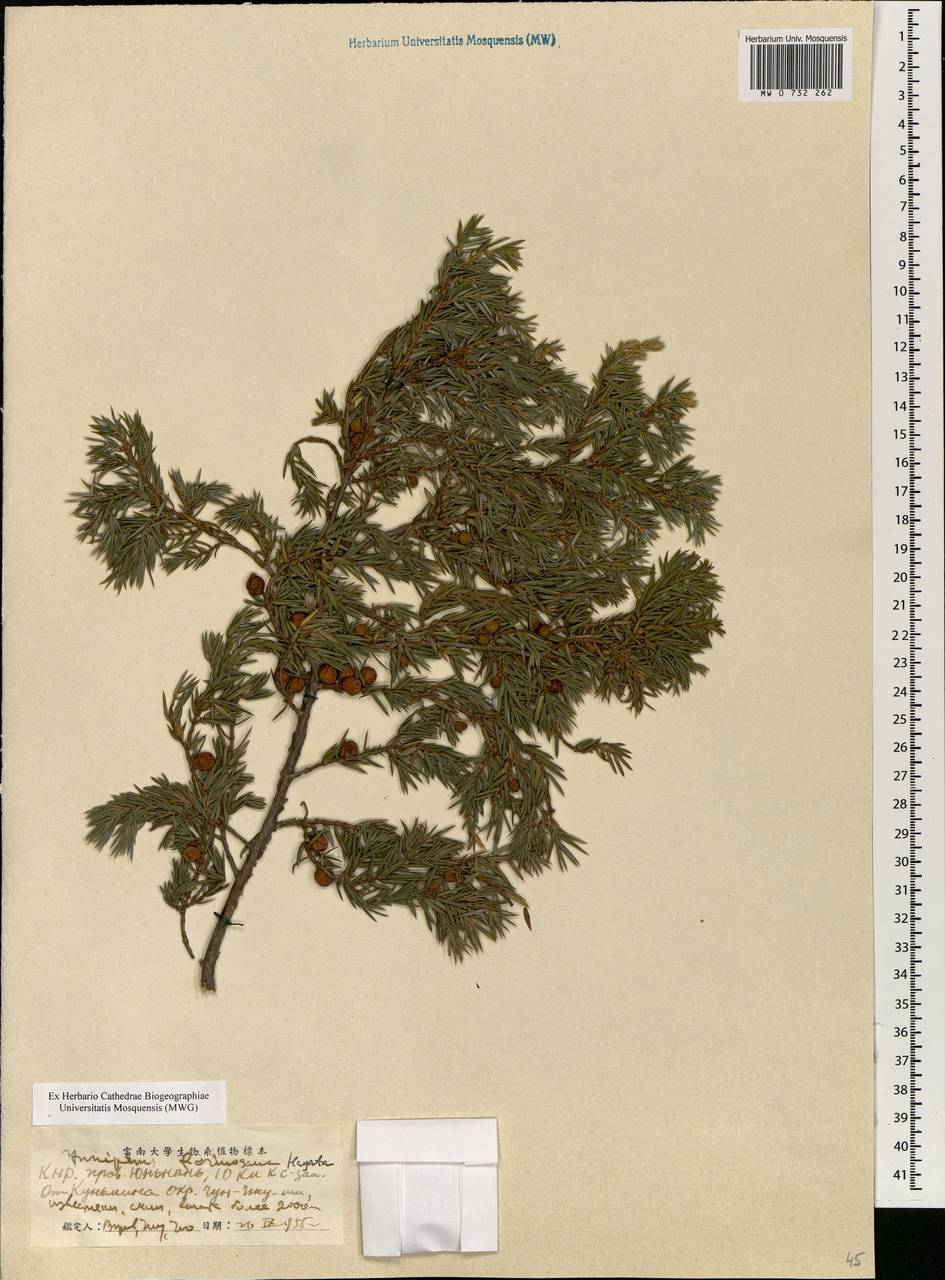 Juniperus formosana Hayata, Зарубежная Азия (ASIA) (КНР)