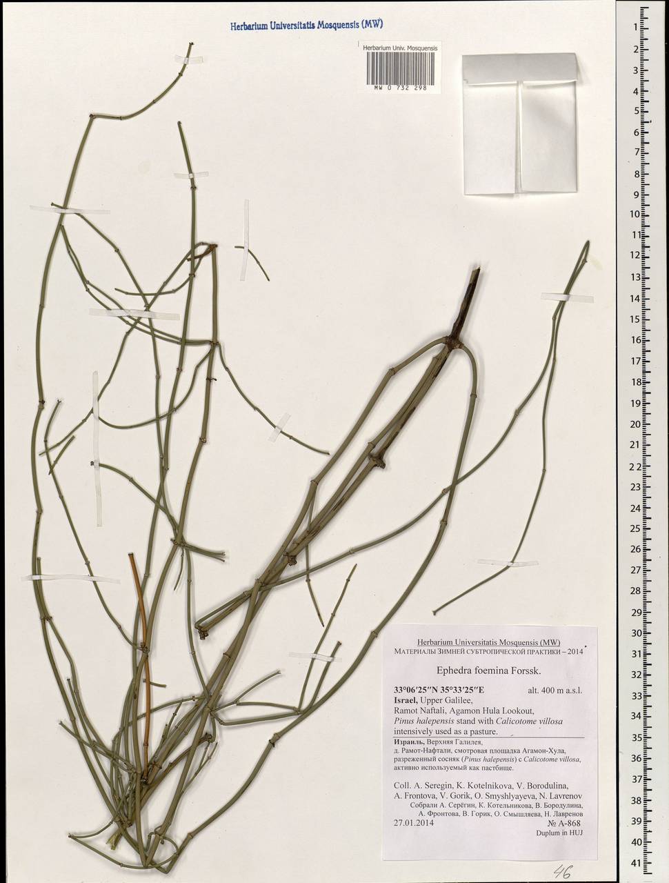 Ephedra foeminea Forssk., Зарубежная Азия (ASIA) (Израиль)