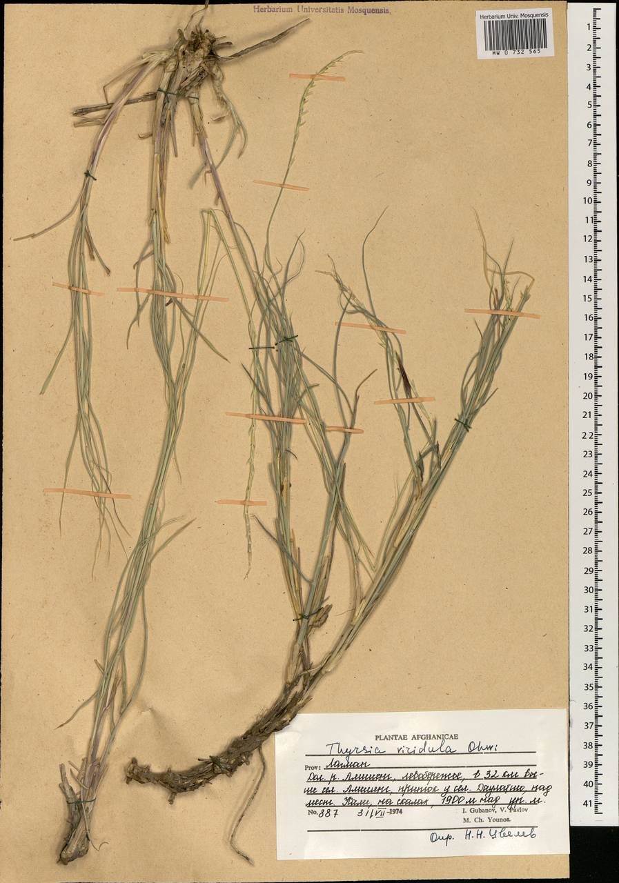 Phacelurus speciosus (Steud.) C.E.Hubb., Зарубежная Азия (ASIA) (Афганистан)