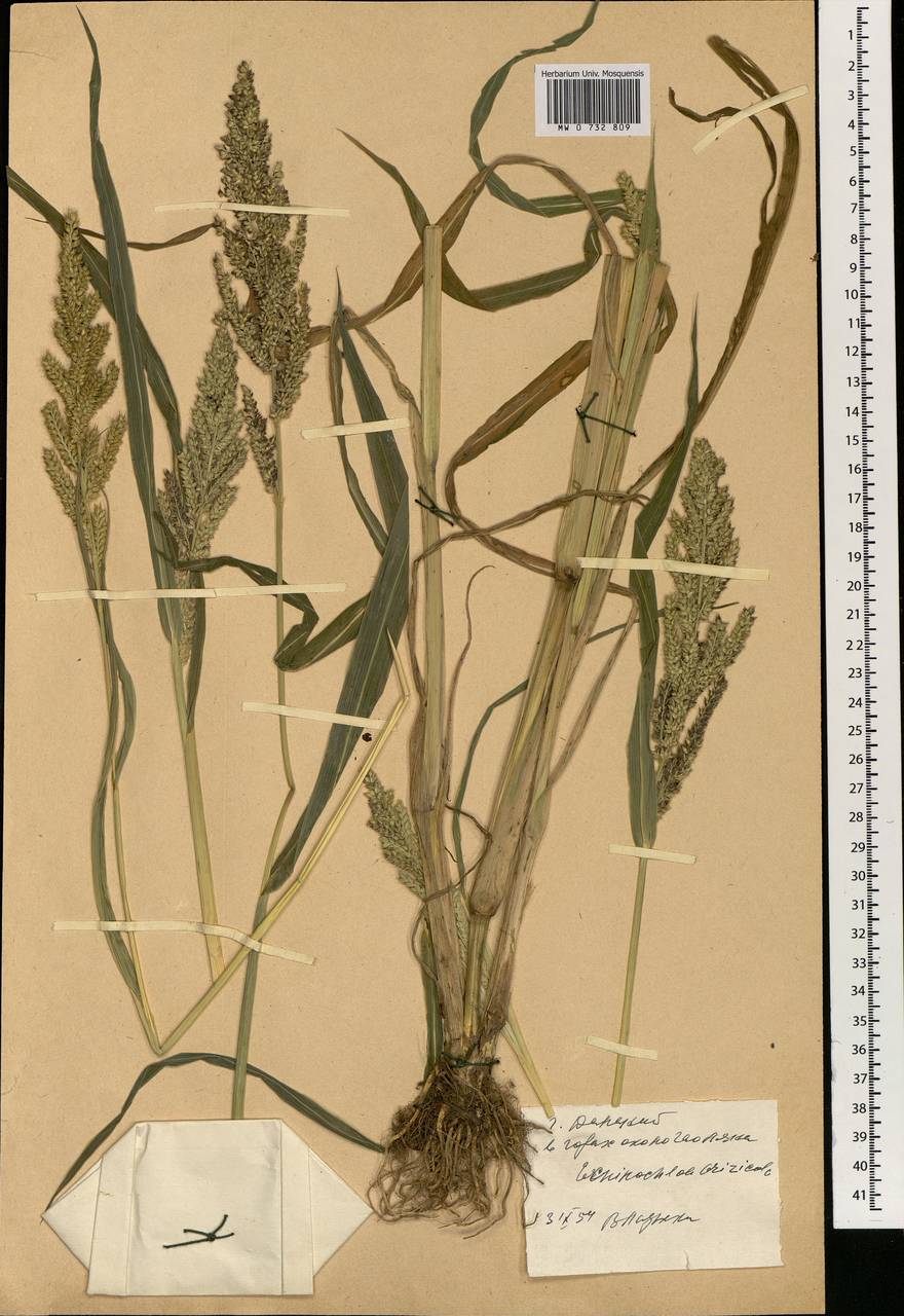 Echinochloa oryzoides