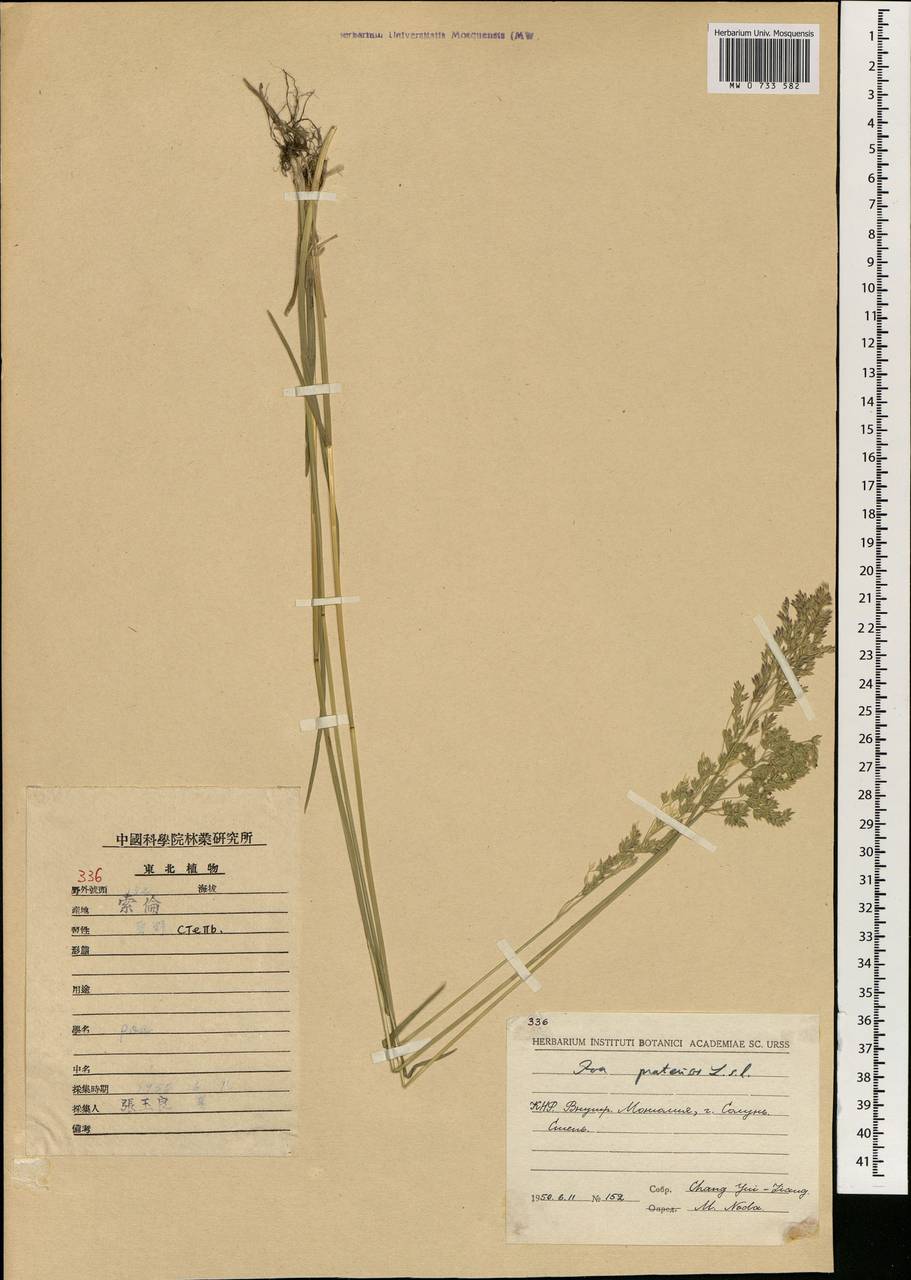 Мятлик луговой L., Зарубежная Азия (ASIA) (КНР)